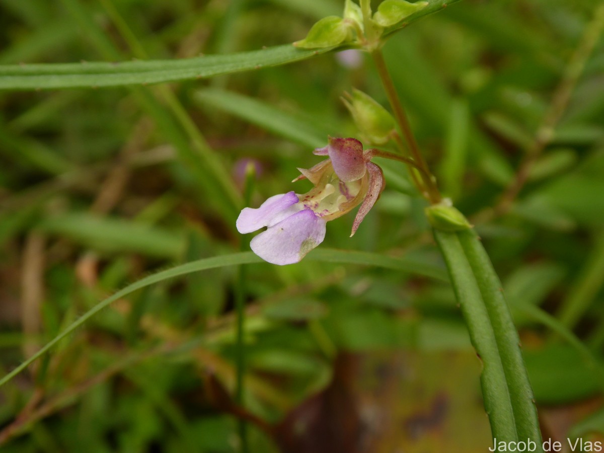 Impatiens oppositifolia L.